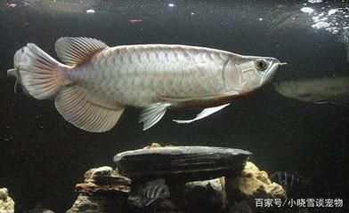 一條龍魚二條虎魚會打架嗎（一條龍魚和二條虎魚可能會發生打架的行為確保它們和平共處）