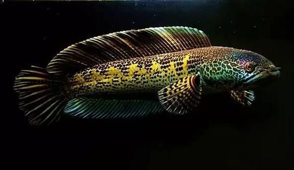 雷龍魚在哪抓（捕捉雷龍魚的地點(diǎn)）
