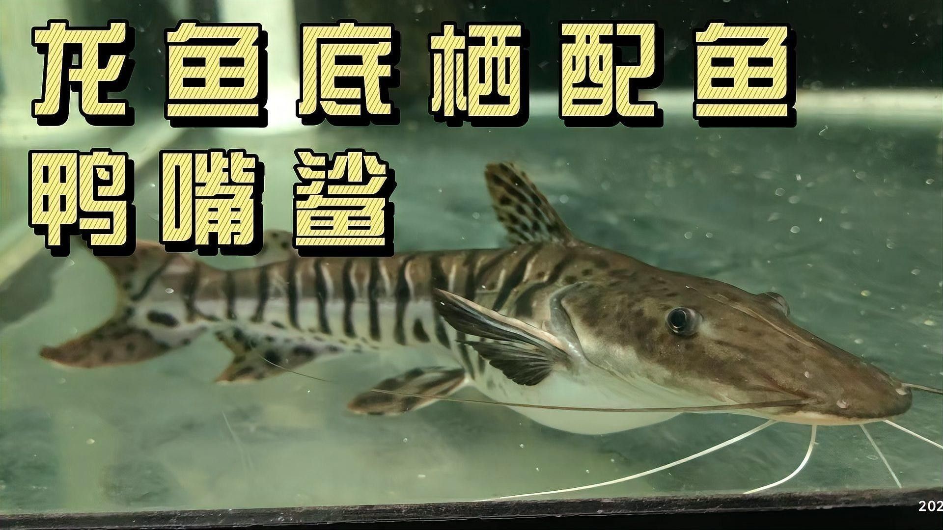 鴨嘴鯊可以和龍魚混養嗎圖片視頻講解