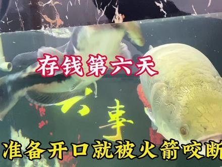 鴨嘴鯊可以和龍魚混養嗎圖片視頻講解