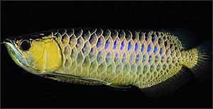 立達(dá)藍(lán)寶石金龍魚(yú)：立達(dá)藍(lán)寶石金龍魚(yú)價(jià)格大約3000多元人民幣購(gòu)買需謹(jǐn)慎 立達(dá)藍(lán)寶石金龍魚(yú)：立達(dá)藍(lán)寶石金龍魚(yú)價(jià)格大約3000多元人民幣購(gòu)買需謹(jǐn)慎 龍魚(yú)百科 第2張