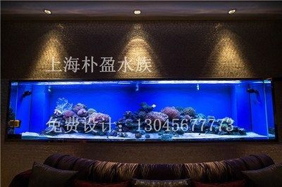 蝴蝶鯉和紅龍魚能一起混養嗎【蝴蝶鯉和紅龍魚混養的注意事項】