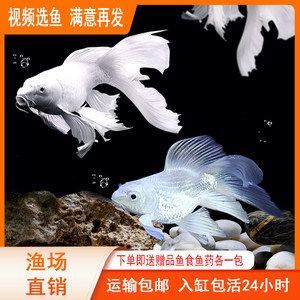 蝴蝶鯉和紅龍魚能一起混養嗎【蝴蝶鯉和紅龍魚混養的注意事項】