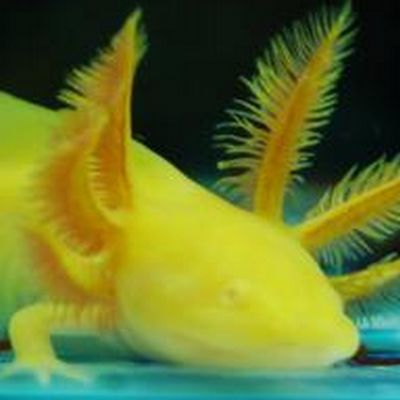 恐龍魚怎樣分辨雌雄：如何分辨恐龍魚的公母性別