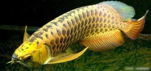 金龍魚稀有嗎