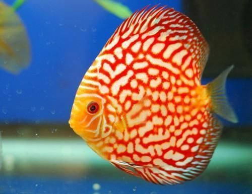七彩神仙魚常見疾病預防，七彩神仙魚常見疾病及其預防措施 七彩神仙魚常見疾病預防，七彩神仙魚常見疾病及其預防措施 龍魚百科 第2張