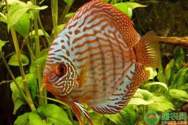 七彩神仙魚常見疾病預防，七彩神仙魚常見疾病及其預防措施 七彩神仙魚常見疾病預防，七彩神仙魚常見疾病及其預防措施 龍魚百科 第3張