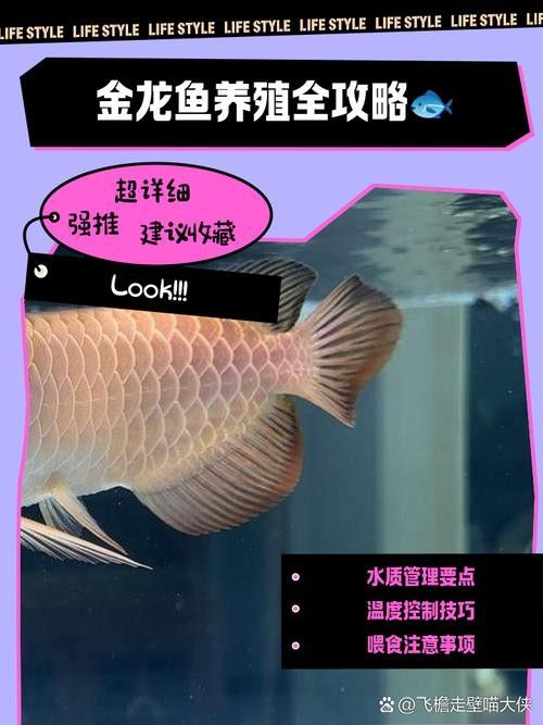 金龍魚長什么樣的圖片大全