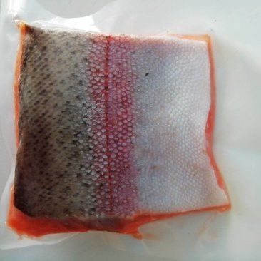 西寧龍魚在哪買到好