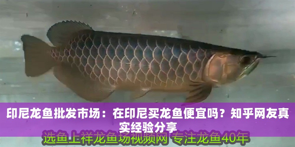 印尼龍魚批發市場：在印尼買龍魚便宜嗎？知乎網友真實經驗分享
