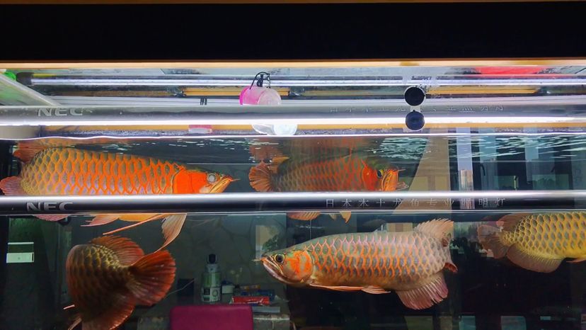 龍魚掉眼治療：關于龍魚掉眼的詳細治療方法