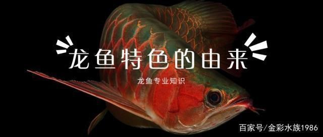 龍魚為什么怕紅色：龍魚為什么怕紅色？