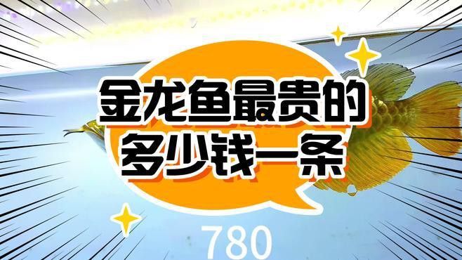 金龍魚能賣嗎
