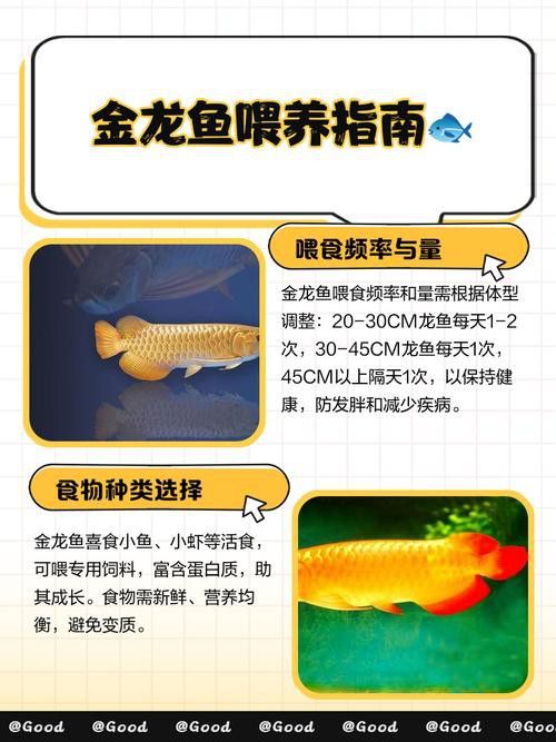 金頭過背金龍魚一天喂多少合適？