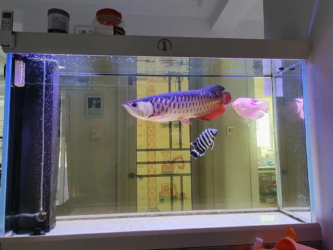 金頭過背金龍魚一天喂多少合適？