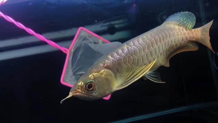 藍色的龍魚觀賞魚圖片