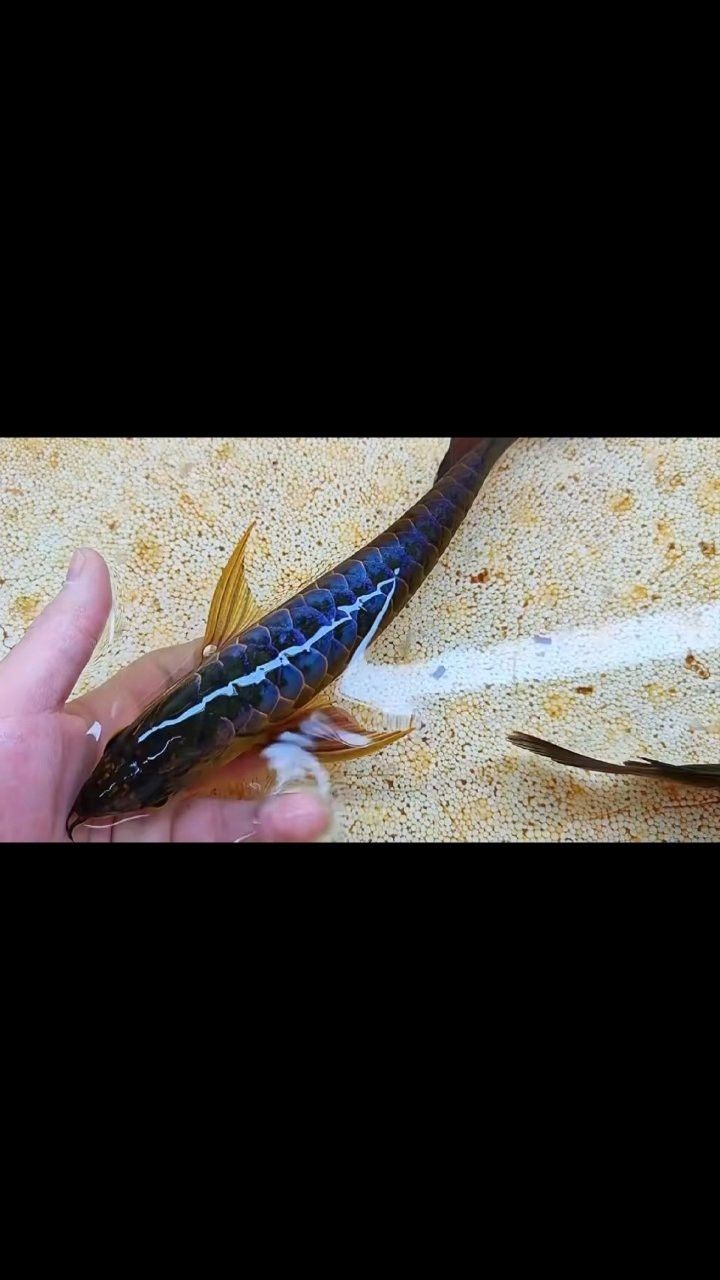 藍色的龍魚觀賞魚圖片