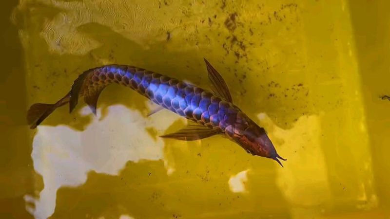 藍色的龍魚觀賞魚圖片