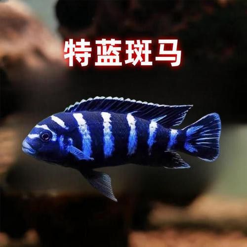 藍色的龍魚觀賞魚圖片