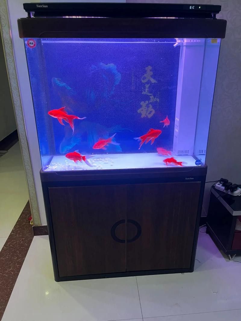 藍色的龍魚觀賞魚圖片