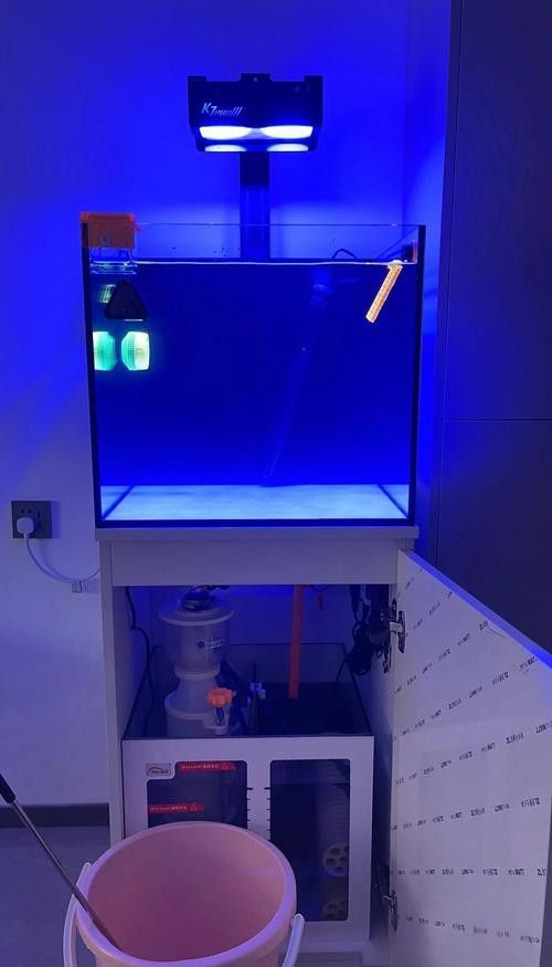 藍色的龍魚觀賞魚圖片
