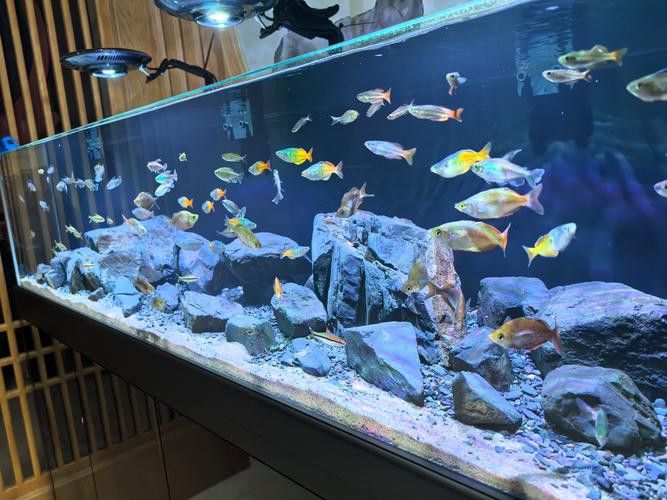 藍色的龍魚觀賞魚圖片