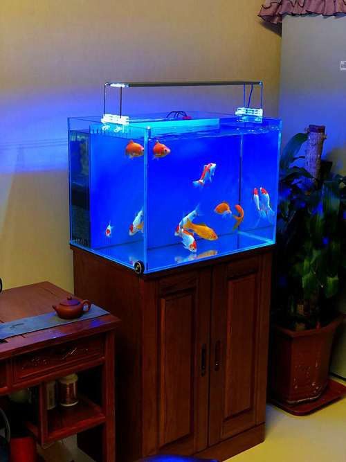 藍色的龍魚觀賞魚圖片