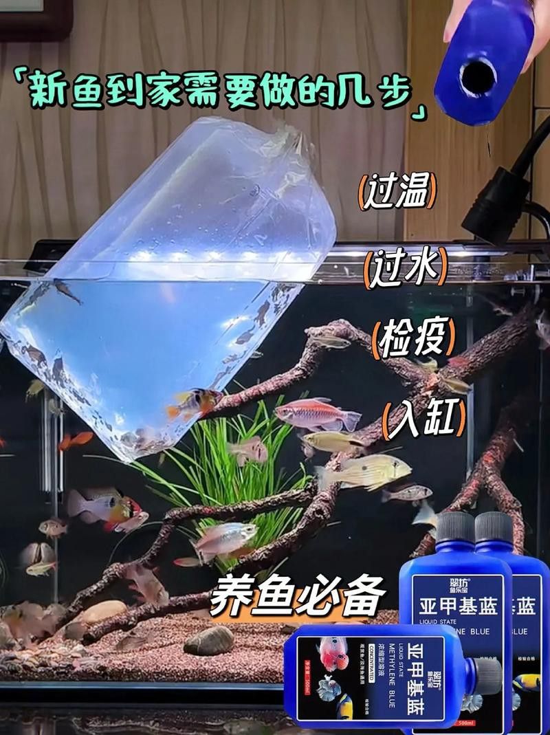 藍色的龍魚觀賞魚圖片