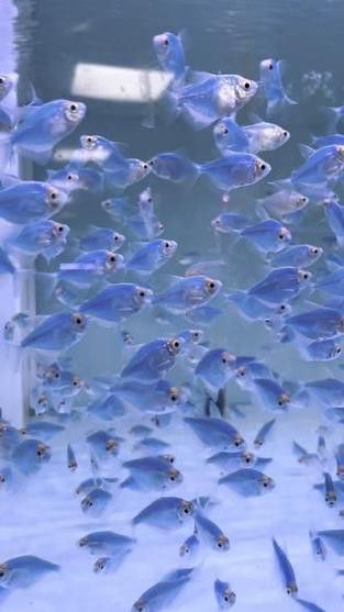 藍色的龍魚觀賞魚圖片