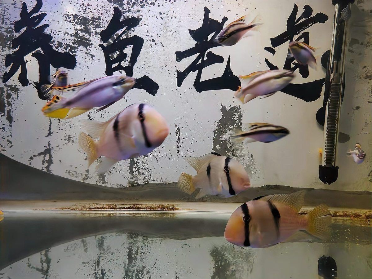 金龍魚缸背景板多久需要更換？
