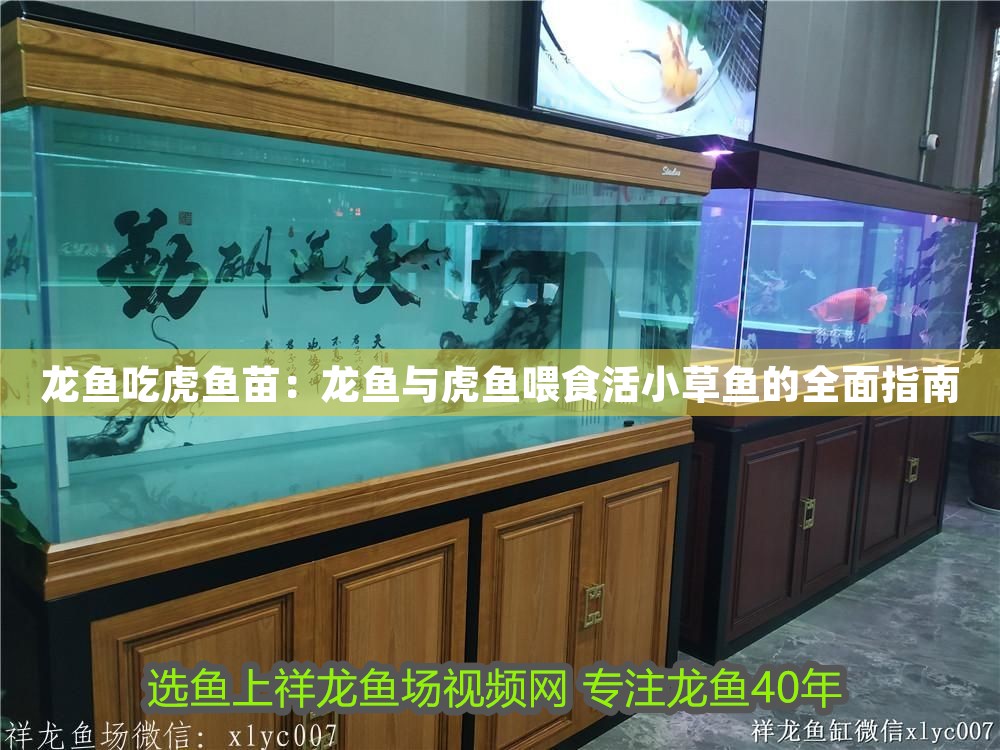 龍魚(yú)吃虎魚(yú)苗：龍魚(yú)與虎魚(yú)喂食活小草魚(yú)的全面指南