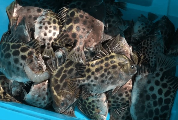 藍底金龍最簡單三個方法