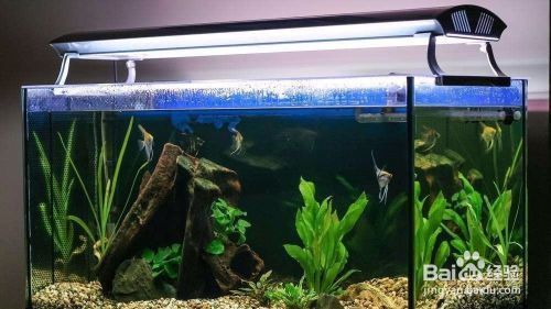 如何預(yù)防水族箱水溫驟變：水族箱恒溫設(shè)備選購(gòu)指南,水溫驟變對(duì)魚(yú)健康的影響