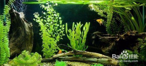 如何預(yù)防水族箱水溫驟變：水族箱恒溫設(shè)備選購(gòu)指南,水溫驟變對(duì)魚(yú)健康的影響