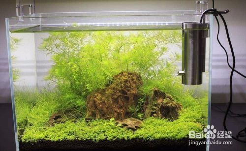 如何預(yù)防水族箱水溫驟變：水族箱恒溫設(shè)備選購(gòu)指南,水溫驟變對(duì)魚(yú)健康的影響