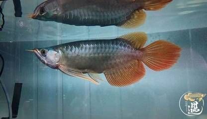 龍魚燒尾多久可以恢復原狀了：龍魚燒尾多久可以恢復原狀