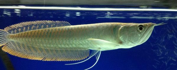 星點龍魚喂食頻率指南：星點龍魚喂食頻率應根據其活動水平和水質狀況靈活調整