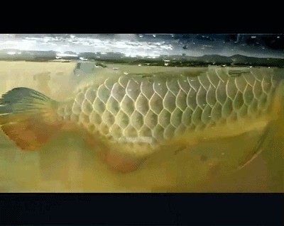 養殖龍魚：養殖龍魚的基本指南