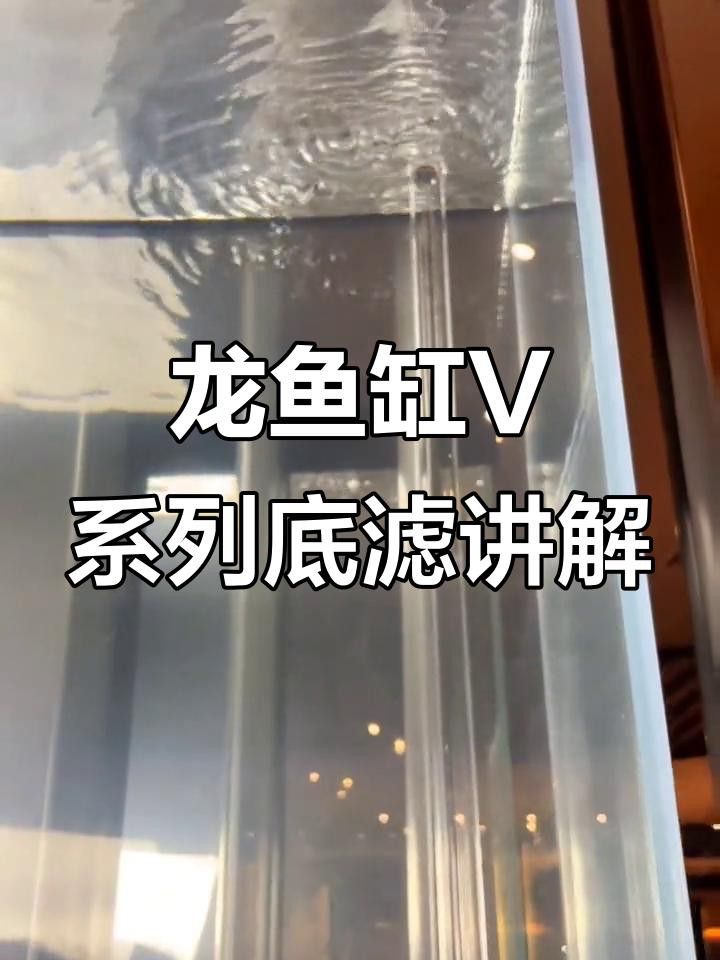 如何判斷一個龍魚缸的性價比？