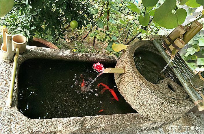 低水位養龍魚需要多大的水流？