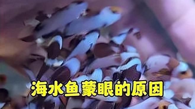 如何預(yù)防魚蒙眼病的發(fā)生？