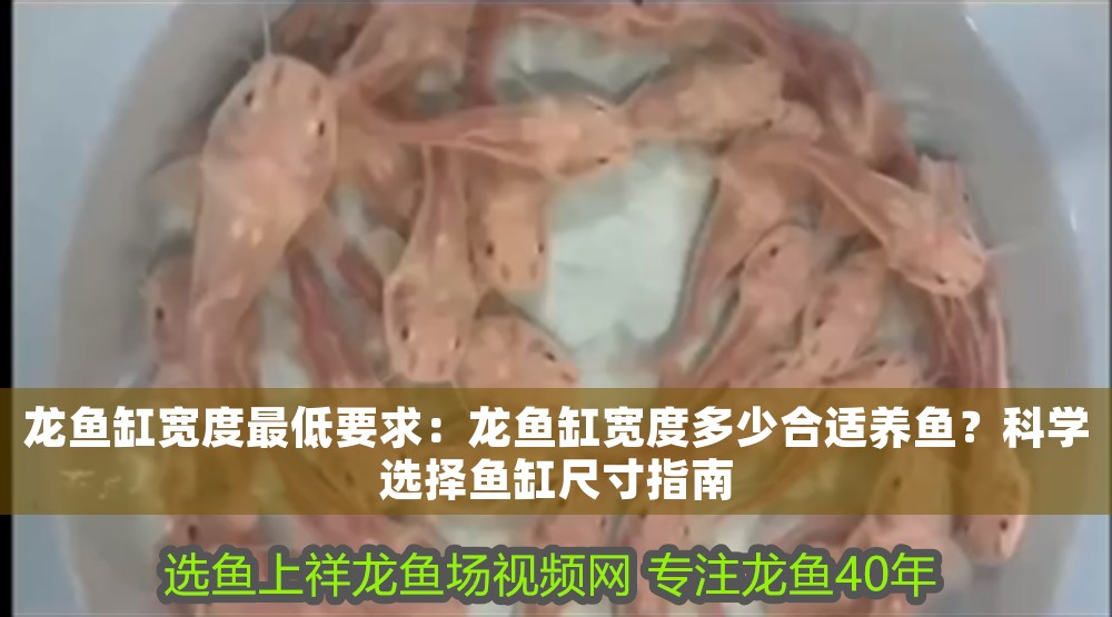 龍魚缸寬度最低要求：龍魚缸寬度多少合適養(yǎng)魚？科學(xué)選擇魚缸尺寸指南