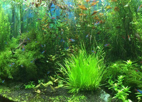 龍魚缸寬度最低要求：龍魚缸寬度多少合適養(yǎng)魚？科學(xué)選擇魚缸尺寸指南