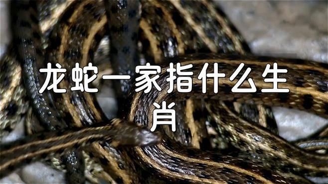 龍和蛇是一家嗎