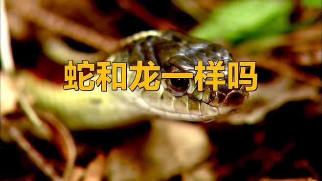 龍和蛇是一家嗎