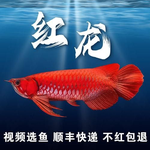 如何挑選小紅龍魚苗圖片欣賞