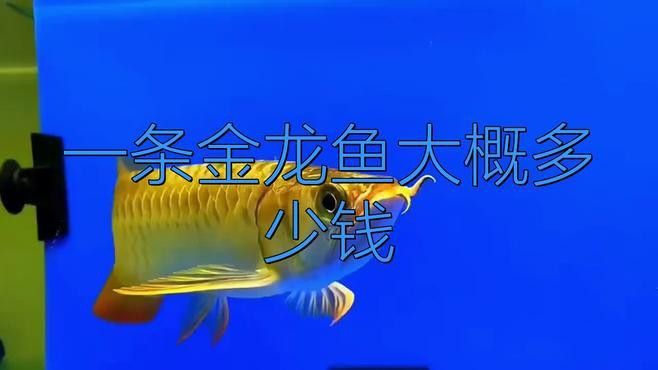 金龍魚大概多少錢