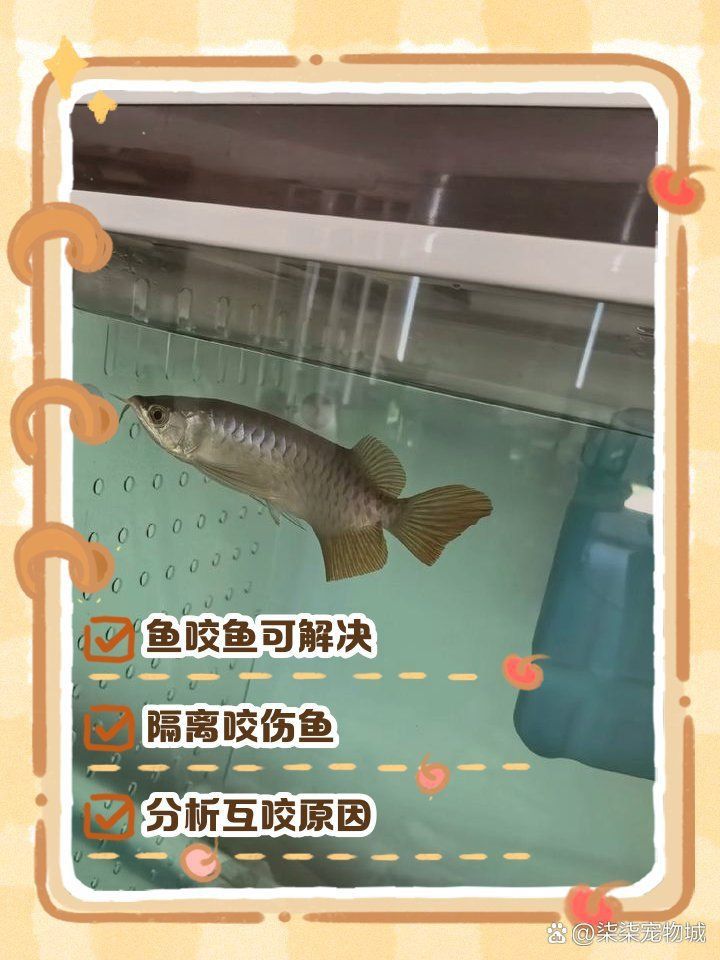 藍寶石魚咬魚最簡單處理方法視頻