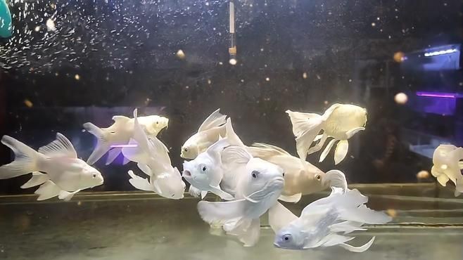 藍寶石魚咬魚最簡單處理方法視頻