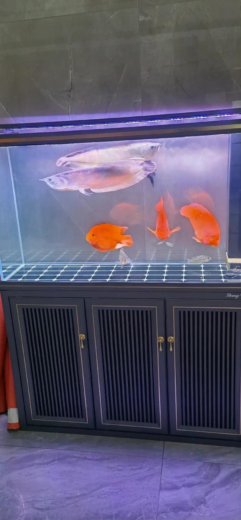 銀龍魚能和紅龍魚混養(yǎng)嗎圖片